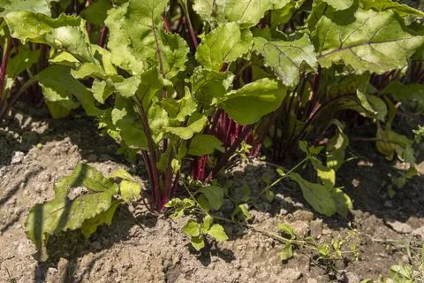 Close-up of a bed with growing young beets Stock Photos