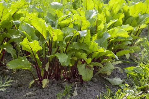 Close-up of a bed with growing young beets Foto stock