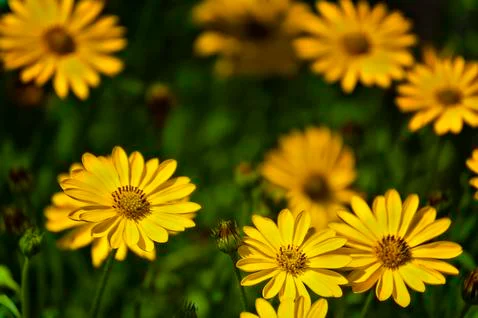 Close up of a bed of yellow Asters Stock Photos