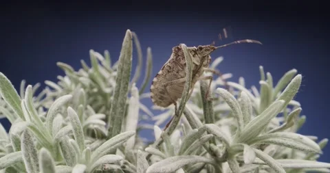 Close up of bedbug over succulent plant on blue background. Static shot Stock Footage 150536855