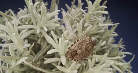 Close up of bedbug over succulent plant on blue background. Dolly in macro Stock Footage 151320156