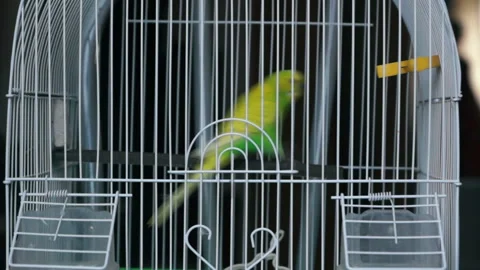 Close-up of the bedspread being removed from the cage in which a small playful p Video stock 135869574