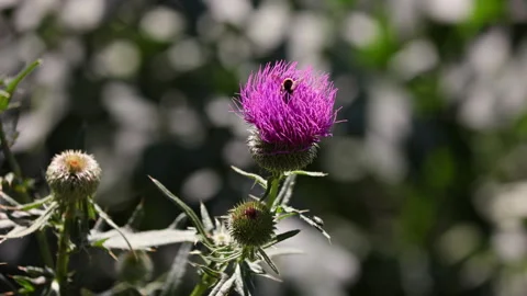 Close Up Of A Bee Actively Pollinating A Vibrant Purple Thistle Flower. Insect A Stock Footage 318727129