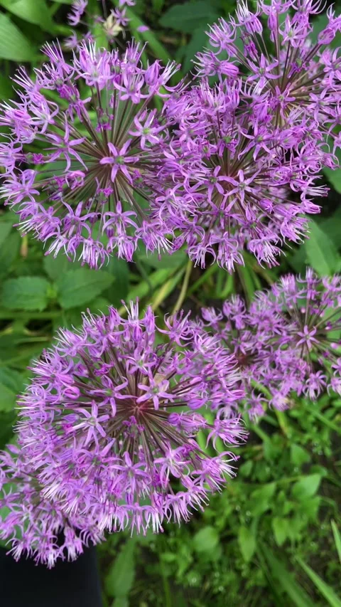 Close-up of a bee on an allium flower Stock Footage 338445881