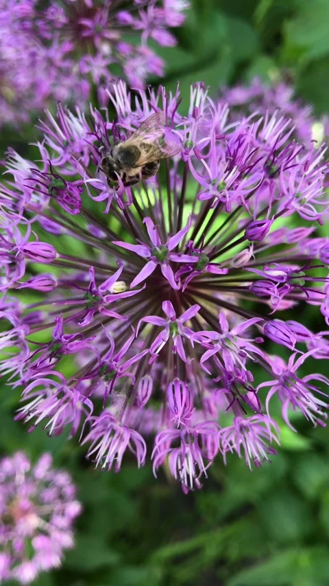Close-up of a bee on an allium flower Stock Footage 338445883