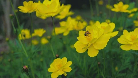 Close-up of bee and cosmos and yellow starship flower on the wayside Stock Footage 86723374