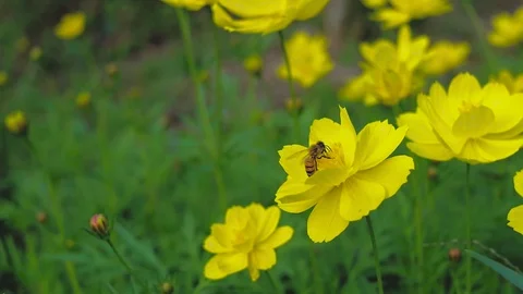 Close-up of bee and cosmos and yellow starship flower on the wayside 库存影片 86738739