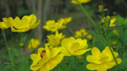 Close-up of bee and cosmos and yellow starship flower on the wayside Stock Footage 86739358