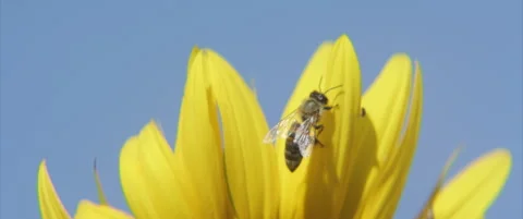 Close-up of bee and other insects on sunflower 4K scope video Stock Footage 313714408