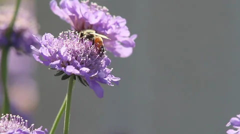 Close up bee on bachelor's button Stock Footage 35650803