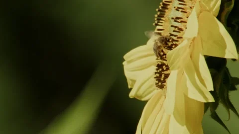 Close-up of bee on blooming sunflower, side view Stockbeeldmateriaal 335697630