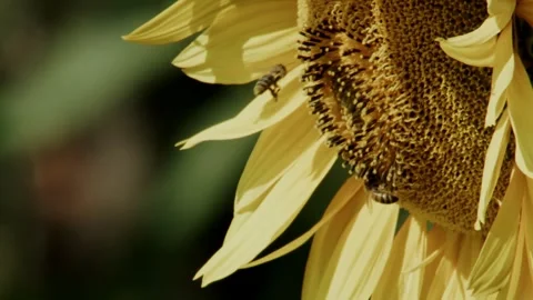 Close-up of bee on blooming sunflower, side view Stock Footage 335697656