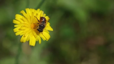Close up of bee on bright yellow daisy flower collecting pollen Stock Footage 280170204