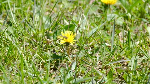 Close-Up of a Bee on a Bright Yellow Dandelion Flower in a Meadow Stock-Footage 308378160
