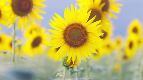 Close-up of a Bee on a Bright Yellow Sunflower in Summer, Japan Stock Footage 344967623