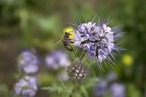 Close up of bee bumblebee on violet flower plant in meadow. macro nature ba.. Stock Photos