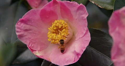Close up of a Bee on a Camellia Flower Stock Footage 280206048