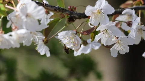 Close-up of bee on cherry blossoms symbol of spring, pollination and nature Stock Footage 305898950