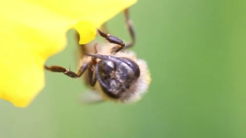 Close-up of a bee cleaning itself Stock Footage 290885200