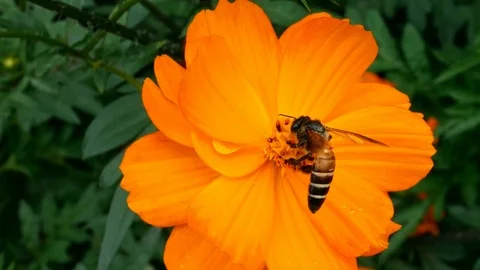 Close up of bee collect nectar from the pollen of flowers in the garden.	 Stock Footage 114546338