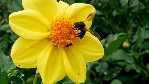 Close up of bee collect nectar from the pollen of flowers in the garden. Stock Footage 114548524