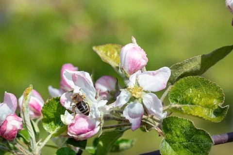 Close-up of a bee collecting nectar from apple flowers. Blurred green early s Foto stock