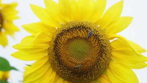 Close up of a bee collecting nectar on a bright yellow sunflower in summer Stock Footage 342220715
