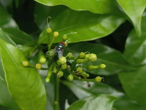 Close up of a bee collecting nectar from a cluster of green buds close up pho Stock Photos