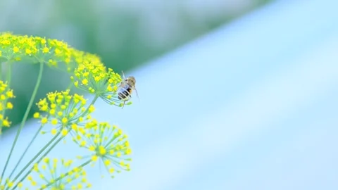 Close-up of a bee collecting nectar from delicate yellow flowers Stock Footage 306462892