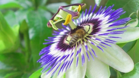 Close up of bee collecting nectar on exotic passion flower at green park Stock Footage 82831107