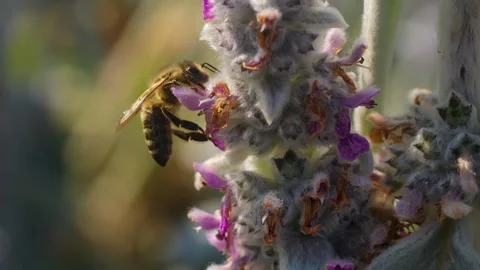 Close up of a bee collecting nectar Stock Footage 249826198