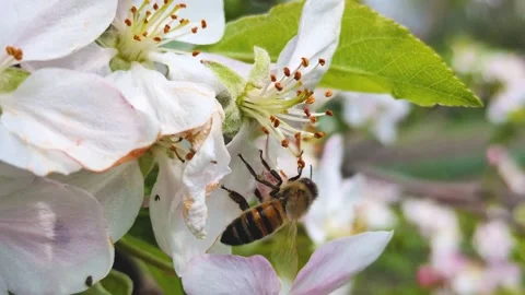 Close-up of a bee collecting nectar Stock Footage 307499148