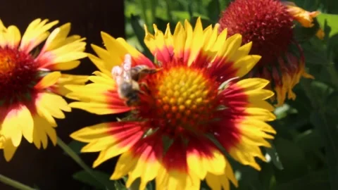 Close-Up of Bee Collecting Nectar on Gaillardia Flower in 4K Stock Footage 312074607