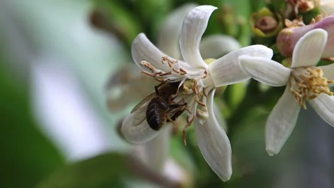 Close up of a bee collecting nectar on a lemon blossom Stock Footage 195439953
