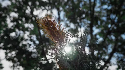 Close-up of a bee collecting nectar from a native Grevillea flower, backlit by 스톡 동영상 333152678