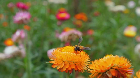 Close-up of bee collecting nectar from orange flowers in vibrant Видео 282301954