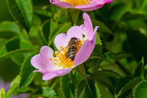 Close-up of a bee collecting nectar from a pink flower in a sunlit garden d.. Stock Photos