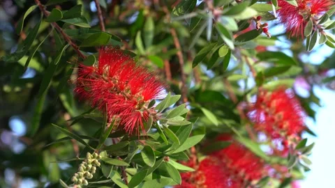 Close-Up of a Bee Collecting Nectar from a Red Callistemon 動画素材 317694908