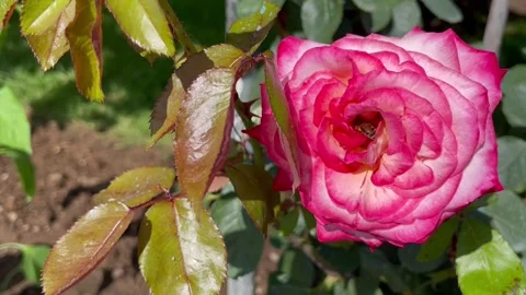 Close up a bee collecting nectar on a rose flower in the garden. Stock Footage 276958394