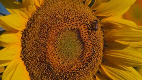 Close-up, Bee Collecting Nectar on a Sunflower Flower Swinging in the Wind Stock Footage 113754690