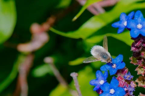 Close-up of a bee collecting nectar from vibrant blue flowers in a lush garde Stock Photos