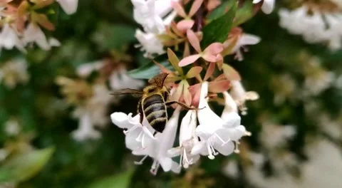 Close up on a bee collecting the nectar of a white flower Stock Footage 137405072