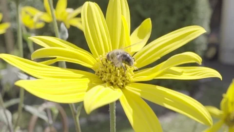Close-up of bee collecting nectar on a yellow flower in slow motion Stock Footage 94176027