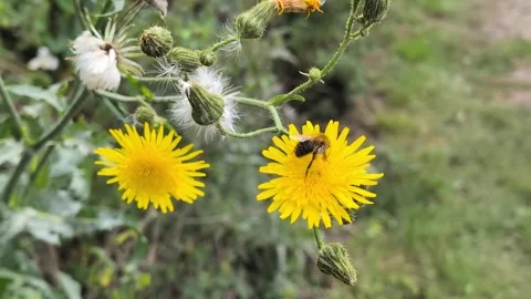 Close Up of Bee Collecting Nectar on Yellow Dandelion Flower Video stock 315915817