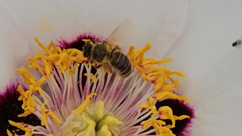 Close-up of a bee collecting nectar from the yellow stamens of a white Tree Peon Stock Footage 328436401