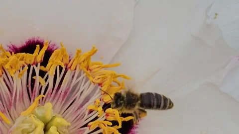 Close-up of a bee collecting nectar from the yellow stamens of a white Tree Peon Stock Footage 328436403