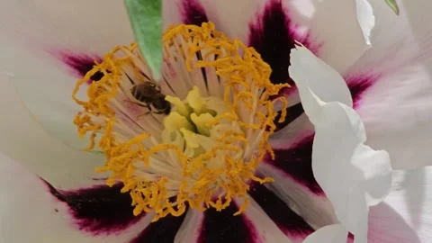 Close-up of a bee collecting nectar from the yellow stamens of a white Tree Peon Stock Footage 328436404