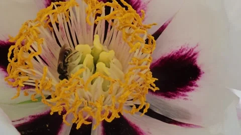 Close-up of a bee collecting nectar from the yellow stamens of a white Tree Peon Stock Footage 328436408