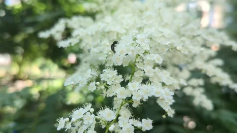 Close-up of a bee collecting pollen on blooming white flowers in a sunny garden Stock Footage 341282029