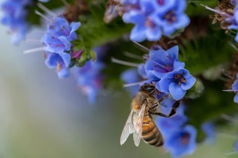 Close up Bee collecting pollen on blue and purple flower Stock Photos